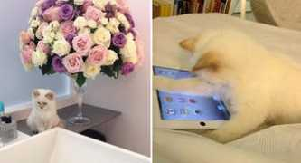 Cococat