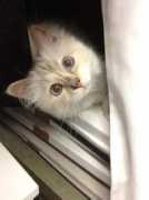 Cococat