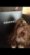 sohoshihtzus.com Cocochanel
