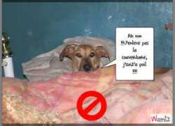 wamiz.com Cococinelle