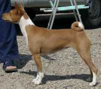 basenji-klub.org Cocody