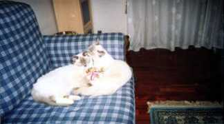 ragdoll.blog.kataweb.it Cocole