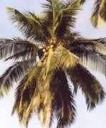 Coconuts