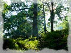 cadairviewlodge.co.uk Coedy