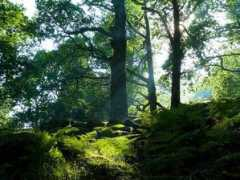 cadairviewlodge.co.uk Coedy