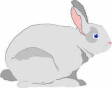 vagueira.com Coelhos