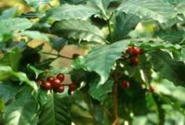 projects.bebif.be Coffea