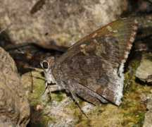 Cogia