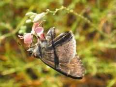 Cogia