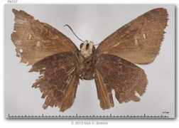 Cogia