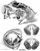 salticidae.org Cogna