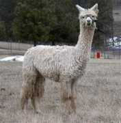 alpacaroseranch.com Coho