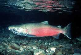 appropedia.org Coho
