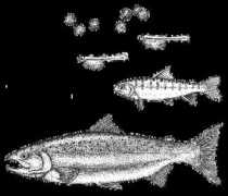 bcsaltwaterfishing.com Coho