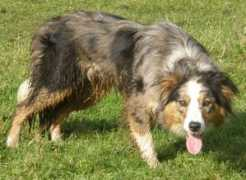 coriesbordercollies.co.uk Coire