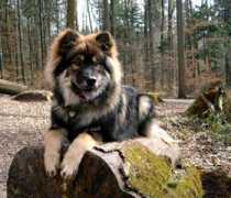 Cojan