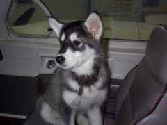 malamute.org Cojoe