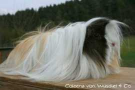 wuschel-und-co.de Coleena