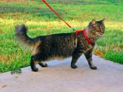 petmag.uol.com.br Coleira