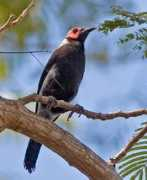 worldbirds.eu Coleto