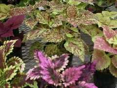 Coleus