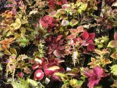 Coleus