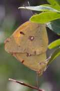 anythingbutcommon.nl Colias