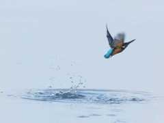pets.onas.ru Colibri