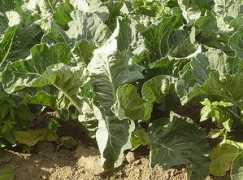 moonbug.org Coliflores