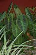 bkperennials.com Colil