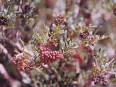 nativeplantproject.tripod.com Colima
