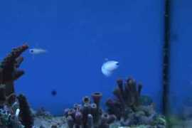 reeflex.net Colini