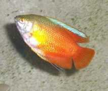 badmanstropicalfish.com Colisa