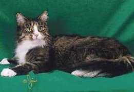 rassekatzen-jahrbuch.de Collein