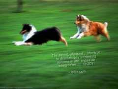lollie.com Collies