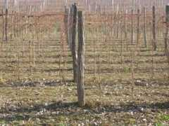 panoramio.com Collio