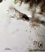 microscopy-uk.org.uk Collot