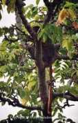 Colobus