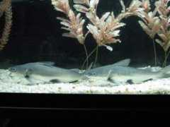 badmanstropicalfish.com Colombian