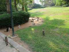 petsblog.it Colonie