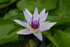 floridaaquatic.com Colorata