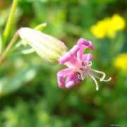 ogrod-pl.com Colorata