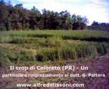 cropfiles.it Coloreto