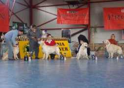 retrieverclub.ro Comaniciu