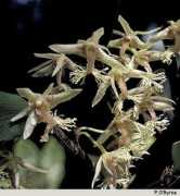 orchidspecies.com Comat