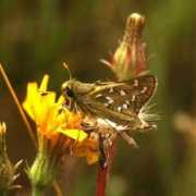 Comma