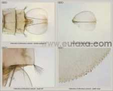 eutaxa.com Communis