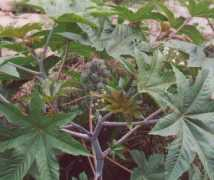 missouriplants.com Communis