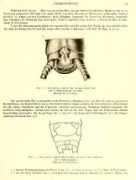 gunnisoninsects.org Compacta