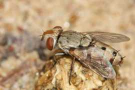 diptera.info Conachi